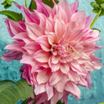 Dahlia-'Café au lait'