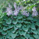 Hosta