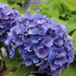 Hortensia