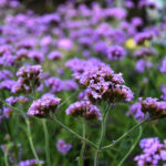 Verbena 'Lollipop'