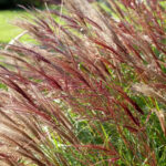 Miscanthus