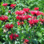 Monarda