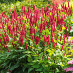 Persicaria