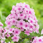 Phlox