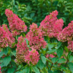 Hortensia 'Pinky Winky'